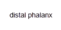 Distal Phalanx